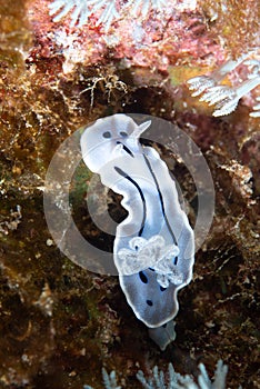 Willan's Chromodoris Chromodoris willani