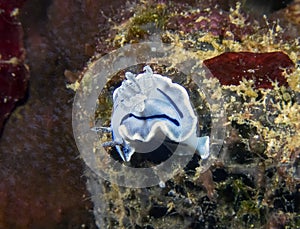 A Willans Chromodoris Chromodoris willani