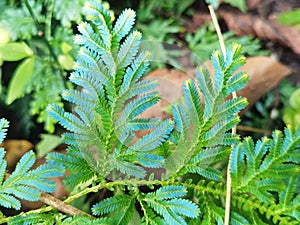 Willdenowii Selaginella Fern