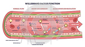 Willebrand factor function, illustrates platelet adhesion and aggregation in a ...