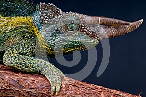 Willegensi's Jackson's chameleon