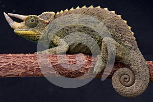 Willegensi's Jackson's chameleon