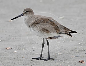 A Willet #1