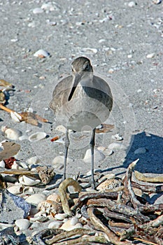 Willet