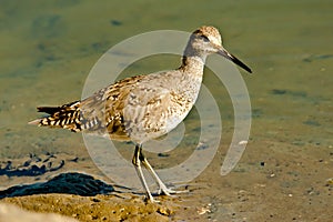 Willet