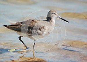 Willet on the Beach