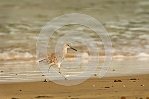 Willet on Beach