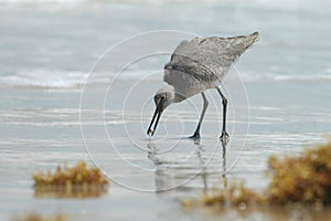 Willet On The Beach