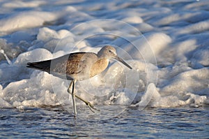 Willet Bird