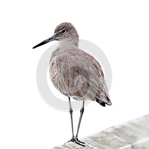 Willet Bird