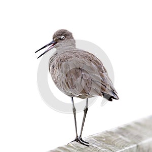 Willet Bird