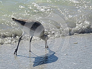 Willet Bird on sand