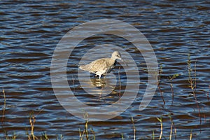 Willet bird