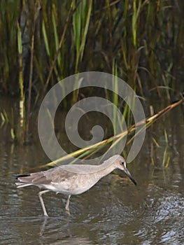 Willet bird walking in shallow water near a grassy shoreline