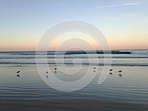 Willet Birds at South Daytona Beach during Sunset.