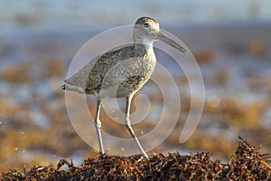 Willet (Catoptrophorus semipalmatus), catching insects in drift seaweed along the ocean coast.