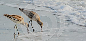 Willet catoptrophorus semipalmatus feeding on Indian Rocks beach in Florida, USA