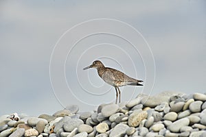 Willet Catoptrophorus semipalmatus perched on pebbles