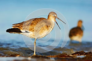 Willet, Catoptrophorus semipalmatus, sea water bird in the nature habitat. Animal on the ocean coast. Bird with open bill. Bird in
