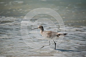 Willet on a Florida Beach