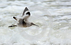 Willet flying over breaking waves