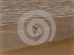 Willet hunting for coquina shels on the Beach