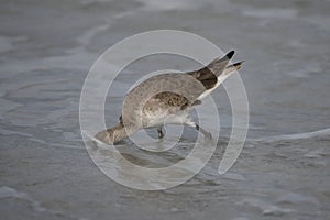 Willet Hunting in the Surf#2