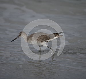 Willet Hunting in the Surf #3