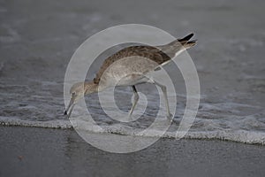 Willet Hunting in the Surf #4