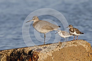 Willet, Sanderling and Ruddy Turnstone on a seawall - Florida photo