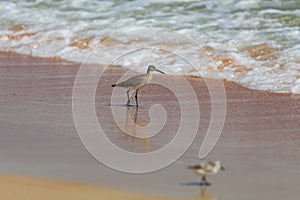 Willet Sandpiper on Beach in Surf