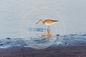 Willet Shorebird hunting and eating crab