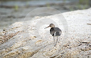 Willet shorebird on sand dune beach, Hilton Head Island