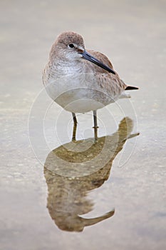 Willet (Tringa semipalmata)