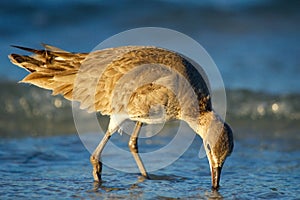 Willet (Tringa semipalmata)