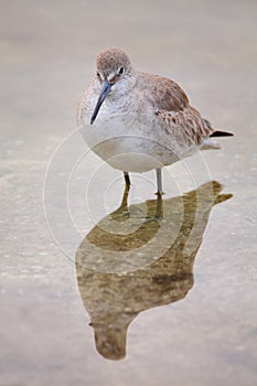 Willet (Tringa semipalmata)