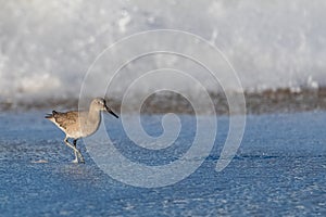 Willet, Tringa semipalmata, bird