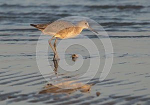 Willet Tringa semipalmata in the blue ocean durin sunset