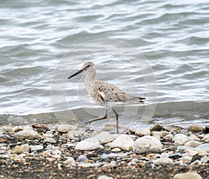 A Willet Tringa semipalmata Foraging on the Shoreline of a Small Lake