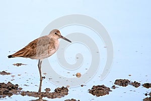 Willet (Tringa semipalmata) perched on the blue sea in Coqueiro, municipality of JandaÃÂ­ra, Bahia; Brazil photo