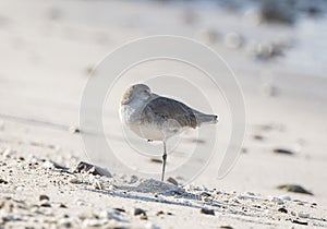 Willet Tringa semipalmata Resting on a White Sand Rocky Beach