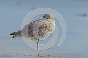 Willet, Tringa semipalmata, Standing by the Pacific at Rosarito Beach, Mexico photo