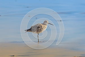 Willet, Tringa semipalmata, Standing by the Pacific at Rosarito Beach, Mexico photo