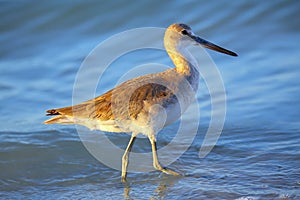 Willet (Tringa semipalmata)