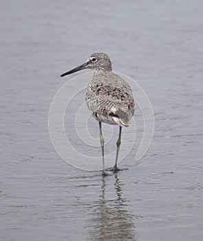 A willet Tringa semipalmata wades in the surf