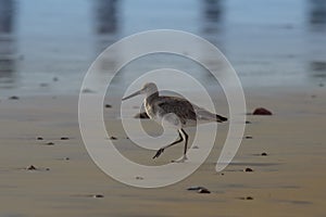 Willet, Tringa semipalmata, Walkiing by the Pacific at Rosarito Beach, Mexico photo