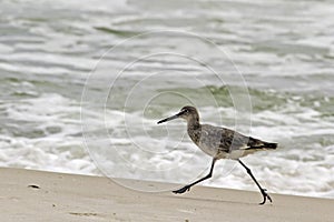 A willet (type of sandpiper) on the beach