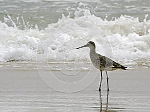 A willet (type of sandpiper) wades ocean surf