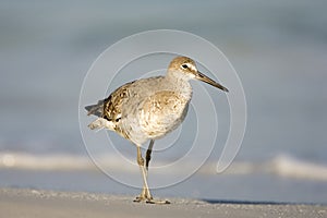 A Willet walks along on the beach