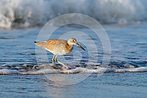 Willet in the Waves